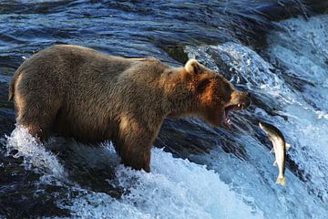 Brown bear in Alaska by Jos Hug