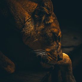 Le lion endormi sur La Photographie Utréchoise