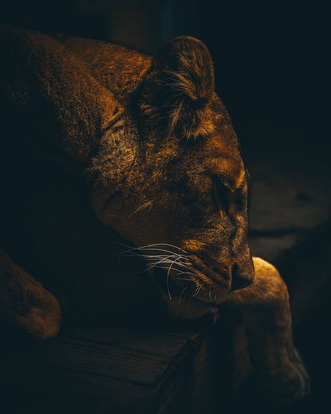 Sleeping Lion by The Utregter Photoraphy