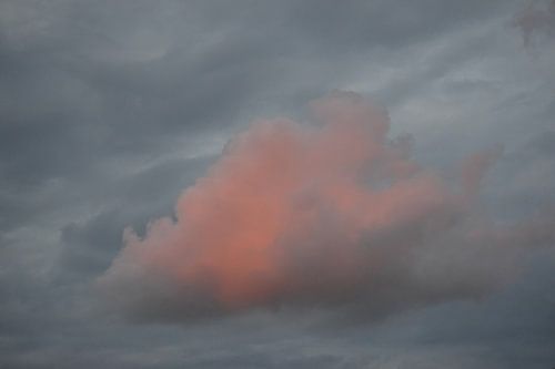 Rosa Wolke von Nicolette Vermeulen