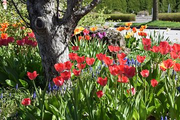 Tulips in bloom in the garden by Claude Laprise