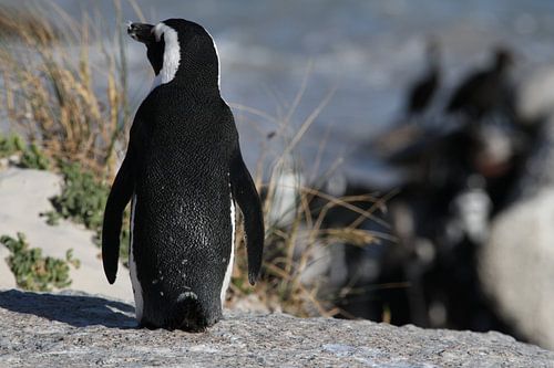 Pingouin idiot sur Ageeth g
