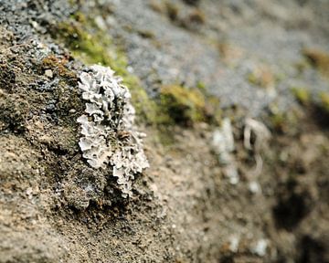 Volcanic rocks and mosses in the Eifel region, Germany