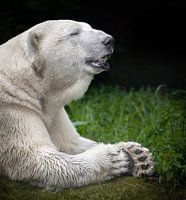 Serene Polar Bear