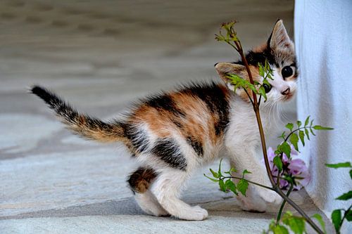 CHAT 6