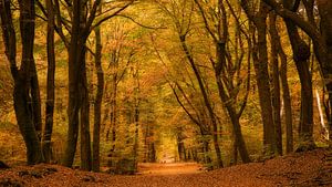 Het bos met de dansende bomen 