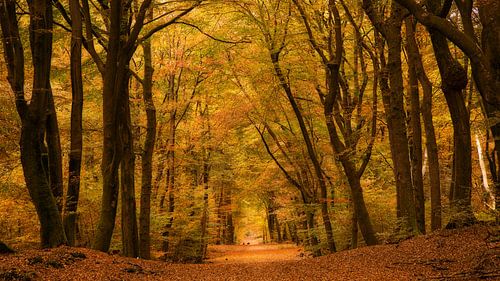 Der Wald mit den tanzenden Bäumen 