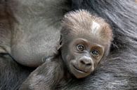 Westelijke laagland gorilla baby (Gorilla Gorilla Gorilla) van Edwin Butter thumbnail