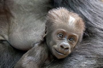 Westelijke laagland gorilla baby (Gorilla Gorilla Gorilla) van Edwin Butter