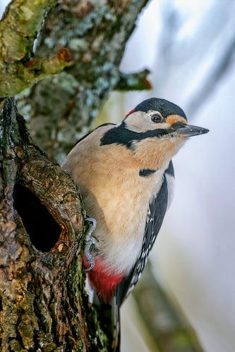 Great Spotted Woodpecker