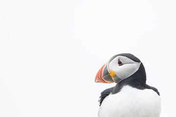 Puffin portrait