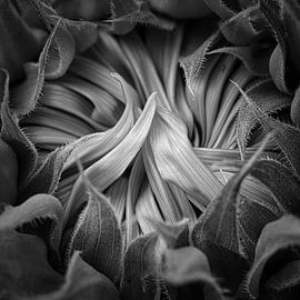 Sunflower black/white by Wim van Beelen