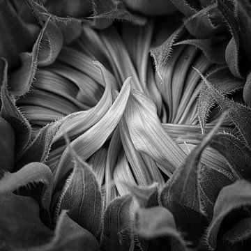 Sonnenblume schwarz/weiss von Wim van Beelen