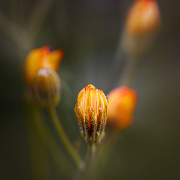 Unkraut von Rob Boon