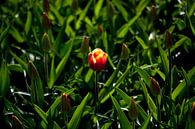 Eén tulp maakt nog geen lente ... van Ad van Geffen thumbnail