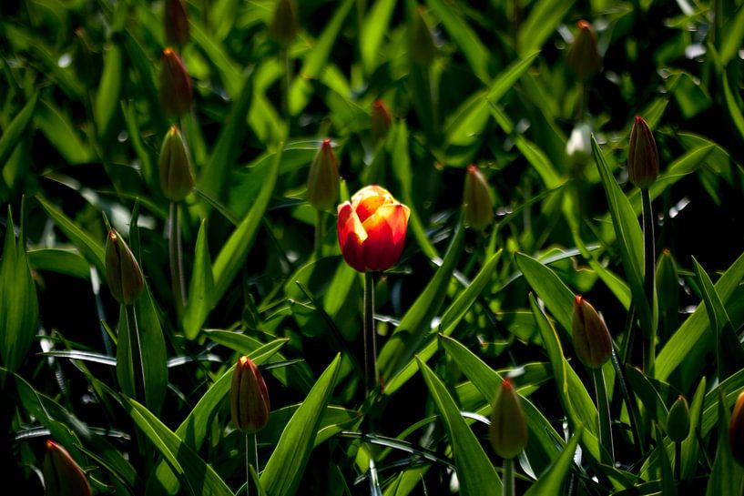Eén tulp maakt nog geen lente ... van Ad van Geffen