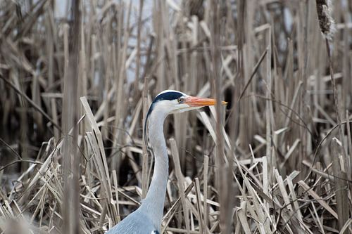 Blue heron in the reeds