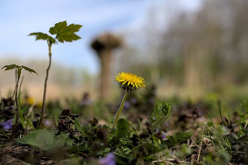 Laag bij de grond is het mooi!