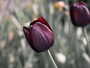 Deep Red | Une tulipe étonnante dans la couleur Bordeaux. sur Wil Vervenne