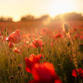 Coquelicots au coucher du soleil dans un champ sur Fotografiecor .nl