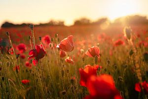 Klaprozen bij zonsondergang in veld