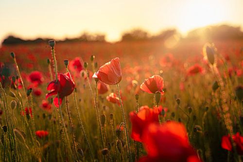 Mohnblumen bei Sonnenuntergang im Feld