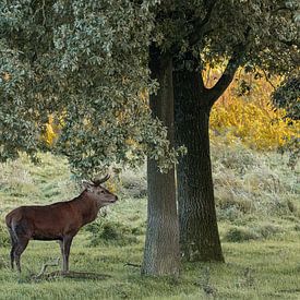 Red deer under the trees by Huub de Bresser