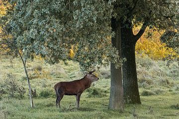 Cerf élaphe sous les arbres sur Huub de Bresser