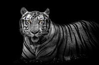 A bengal tiger in black and white