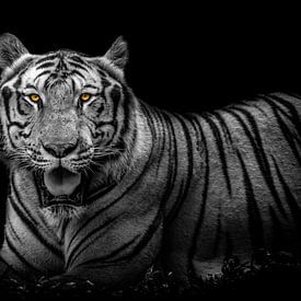 A bengal tiger in black and white by Joost Potma
