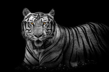 Een bengaalse tijger in zwart wit van Joost Potma