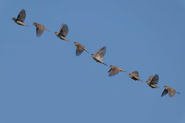 Vol de parade nuptiale de la paruline des roseaux 'art du vol&#039 ; sur Hans Hut