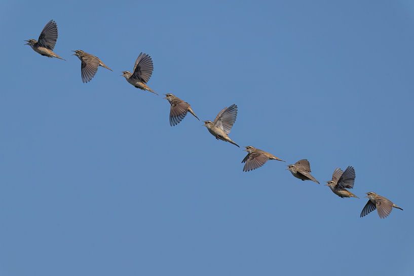 Rietzanger baltsvlucht 'art of flight' van Hans Hut