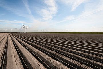 Crêtes de pommes de terre et éoliennes dans un paysage néerlandais