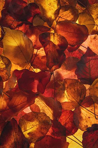 Herbst-Vibes