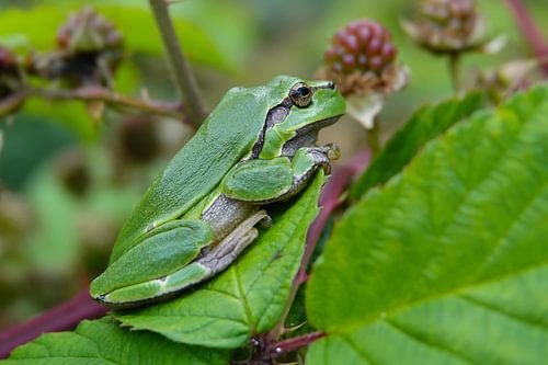 Tree frog on blackberry bush