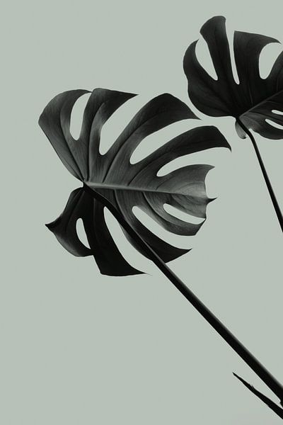 Monstera Teal 09 par Pictufy Studio III