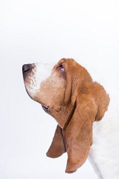 Basshund Otis von Janine Bekker Photography
