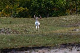 Der Ruf des Damhirschbocks von Wendy Hilberath
