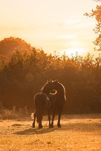 Jonge paarden tijdens het gouden uur | paardenfotografie | zonsondergang