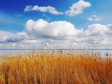 Saaler Bodden bij Wustrow op de Darß 10