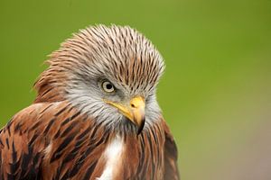 Kop van een Rode Wouw, gedetailleerde veren, oog en snavel. Groene achtergrond van Gea Veenstra