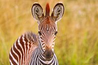 Jonge zebra, Zambia van W. Woyke thumbnail