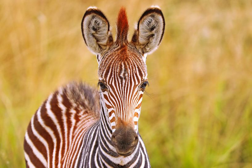 Jonge zebra, Zambia van W. Woyke