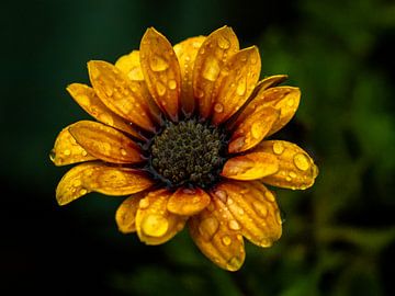 Margriet In De Regen van Mr White Takes Pictures