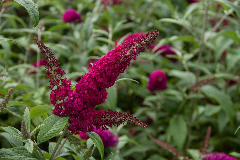 Mooie rode kleur van deze bloem by Abra van Vossen