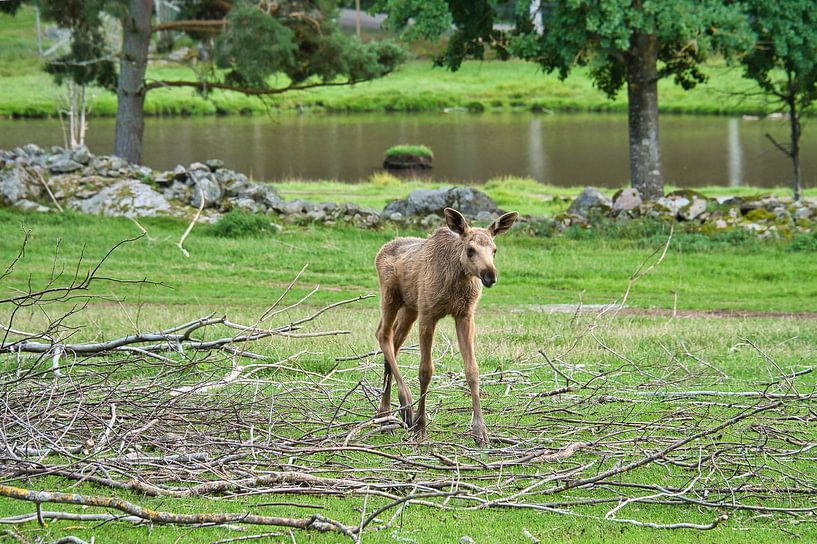 Moose calf in the nature of Sweden by Martin Köbsch