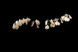 Orchid by Tonny Janssen