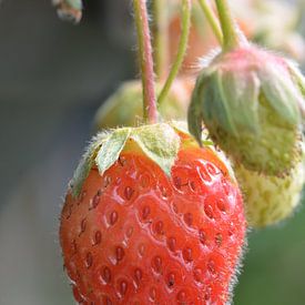 Aardbei von Pyter de Roos