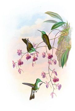 Miller's Emerald, John Gould van Hummingbirds